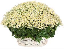 Цветочная композиция из Ромашки в корзине #REPLACE_PRED# Печенге